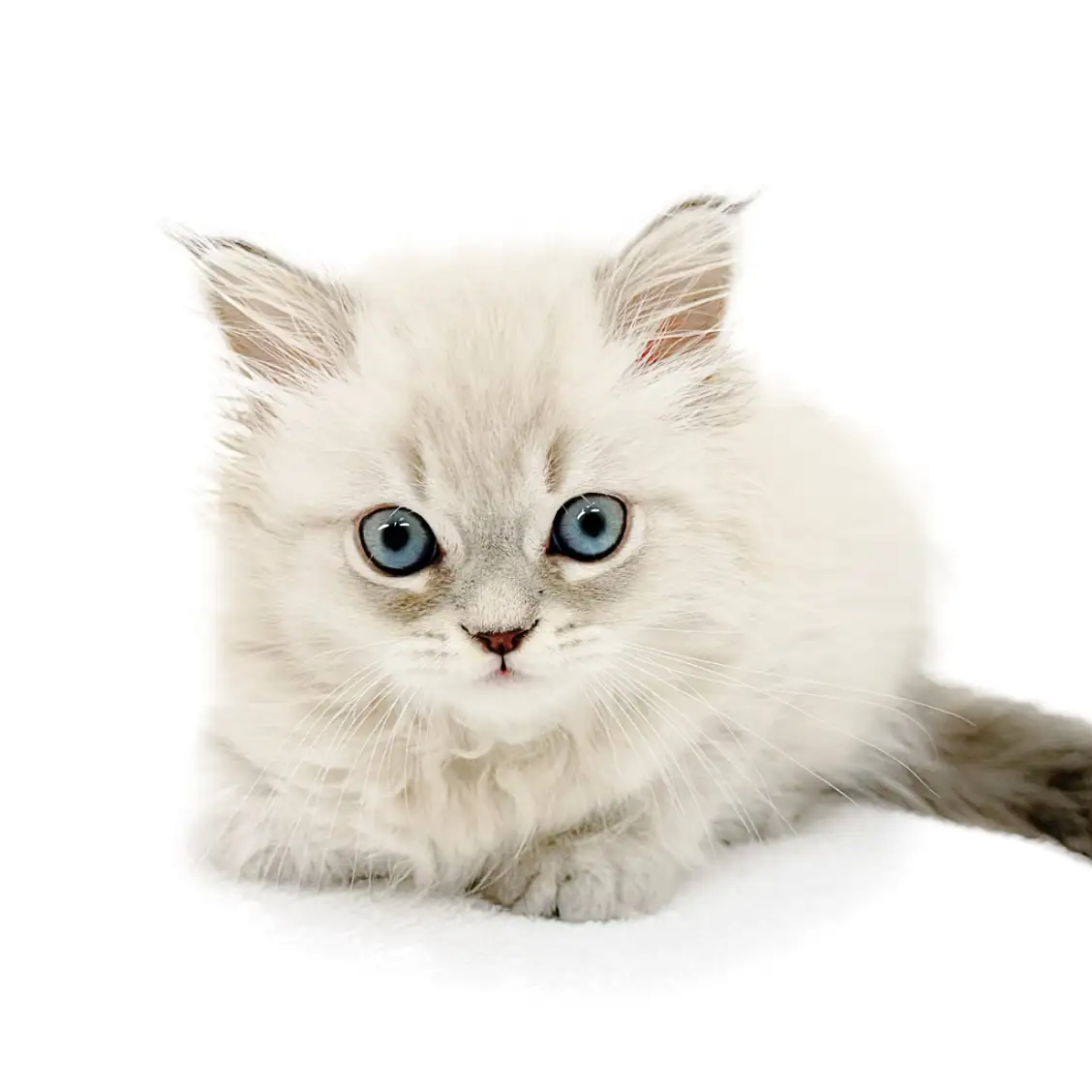 ネヴァマスカレード