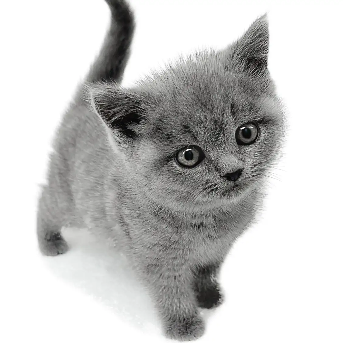 ブリティッシュショートヘア