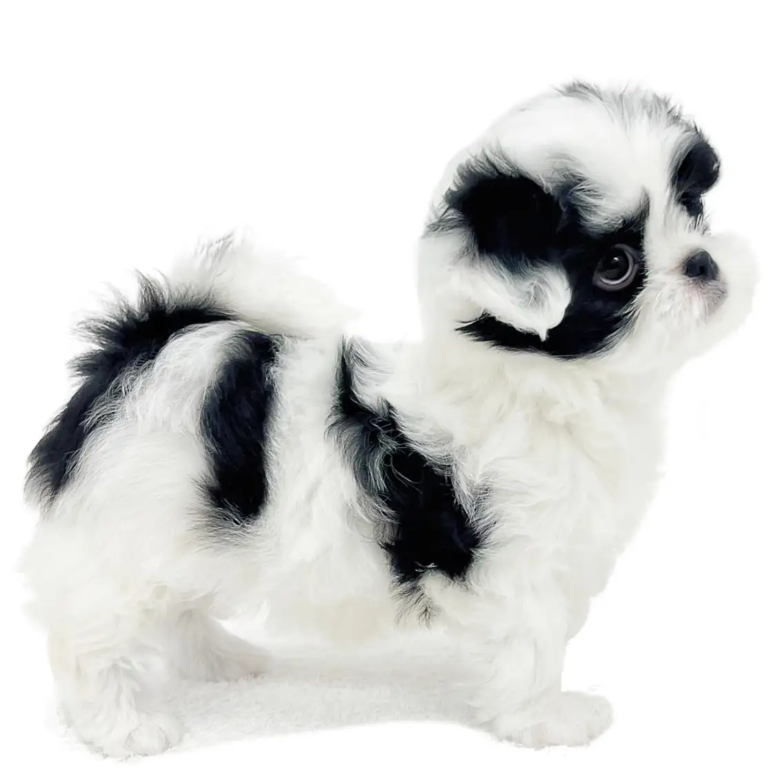 MIX（トイプードル×狆）