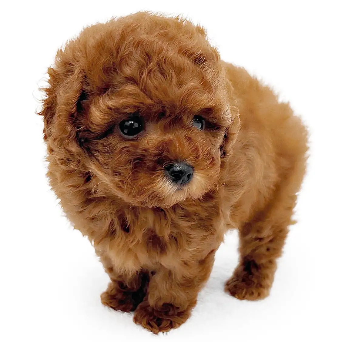 トイ・プードル