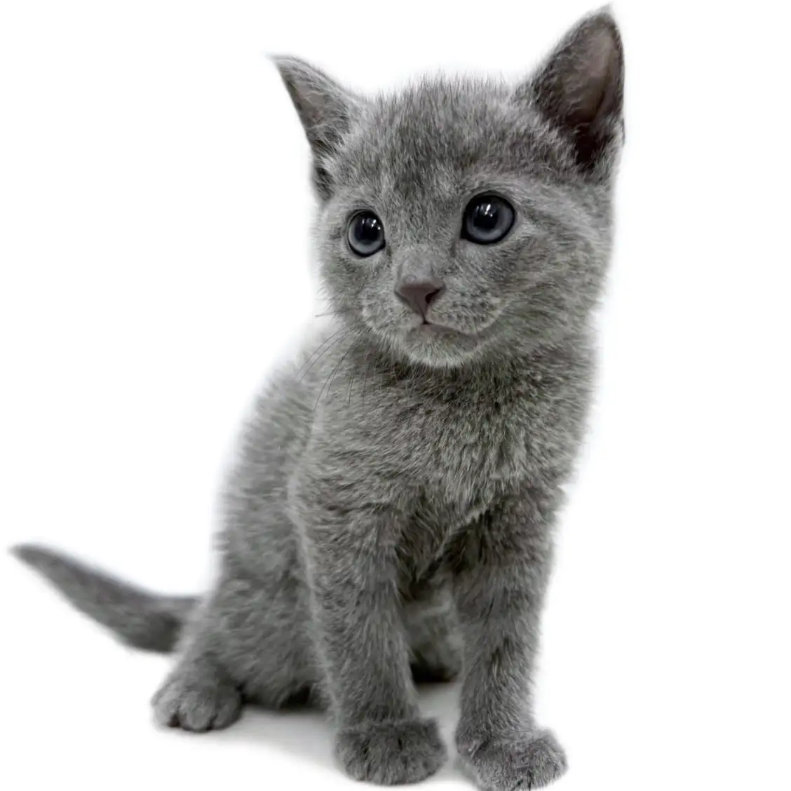 ロシアンブルー