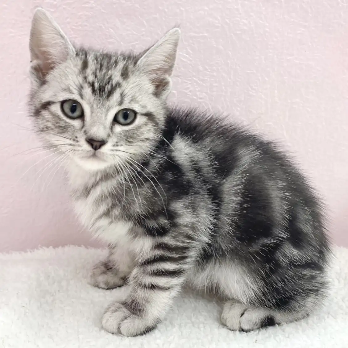 アメリカンショートヘア