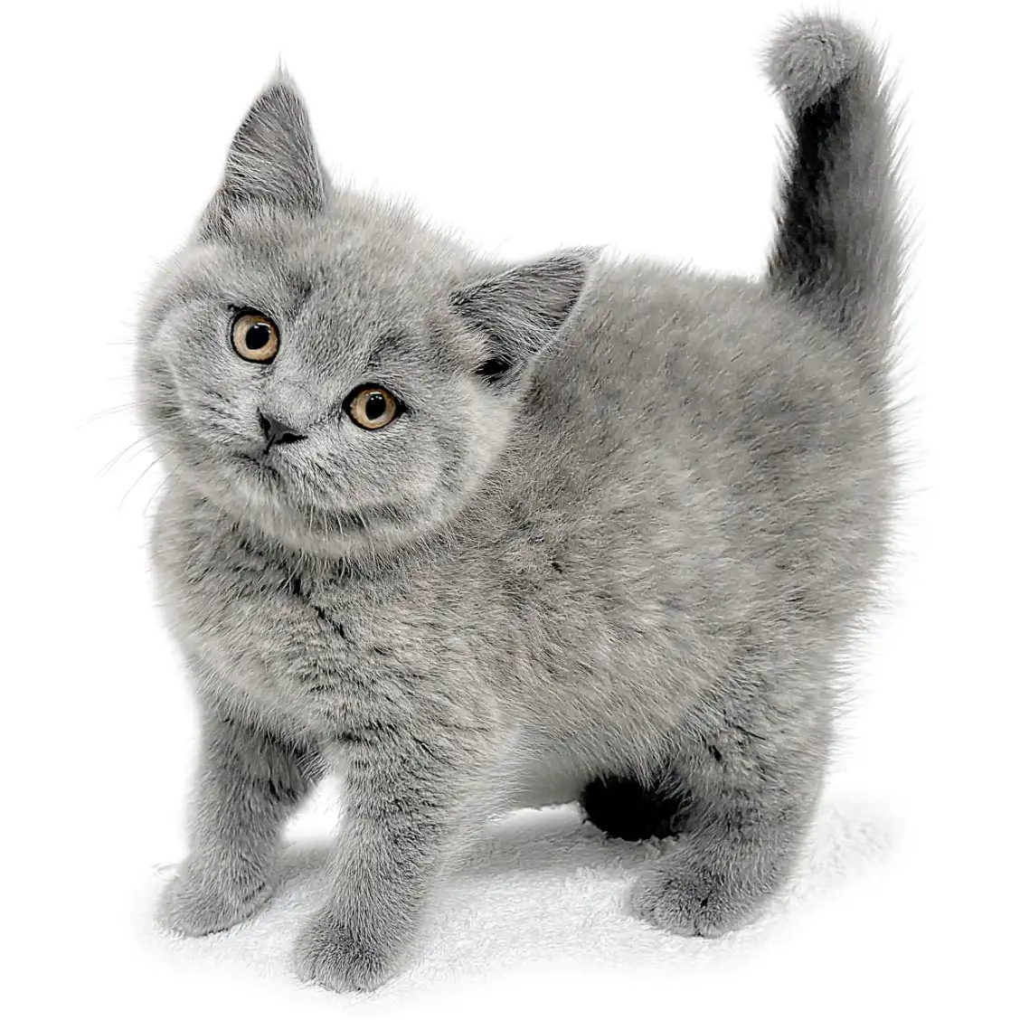 ブリティッシュショートヘア