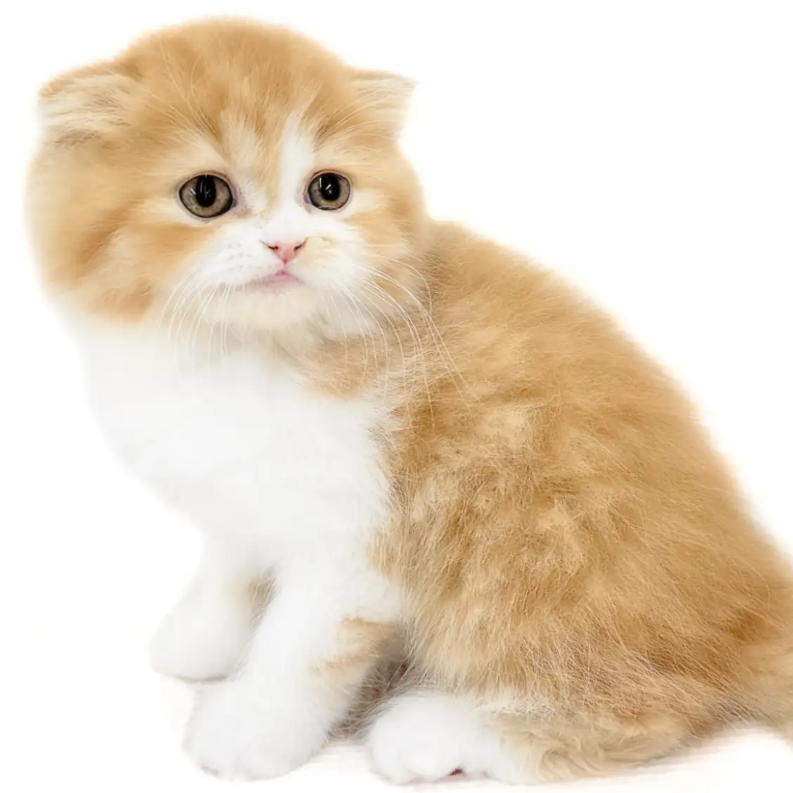 フォールデックス