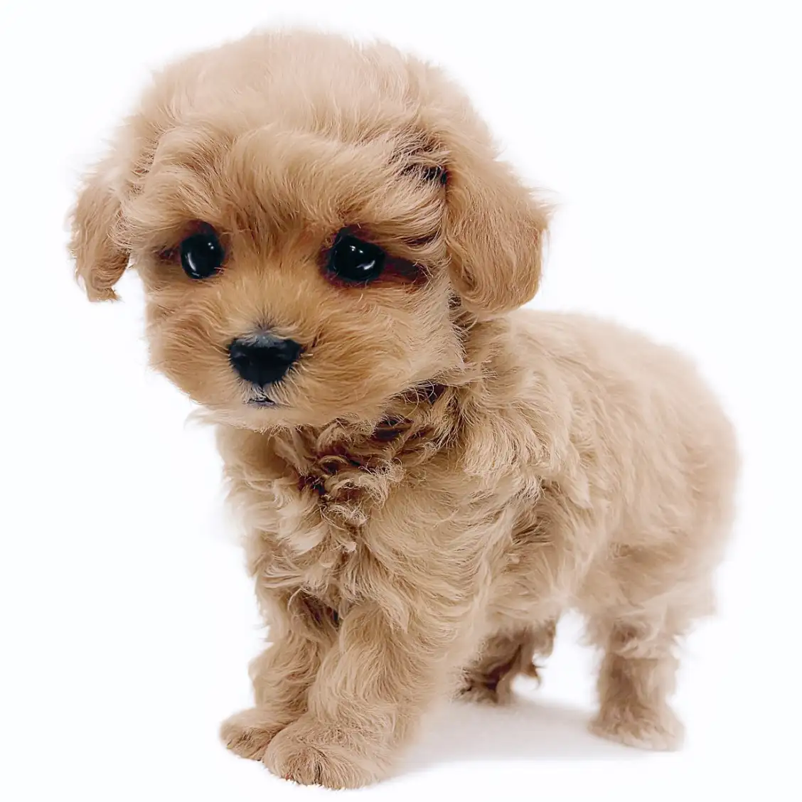 MIX(トイプードル×マルチーズ)