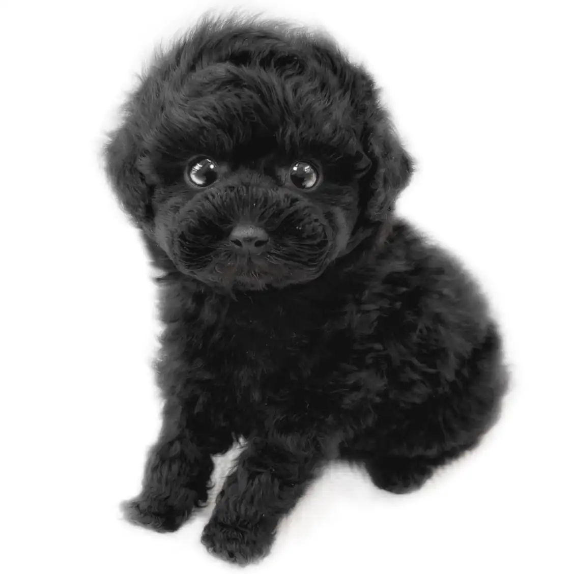 トイ・プードル