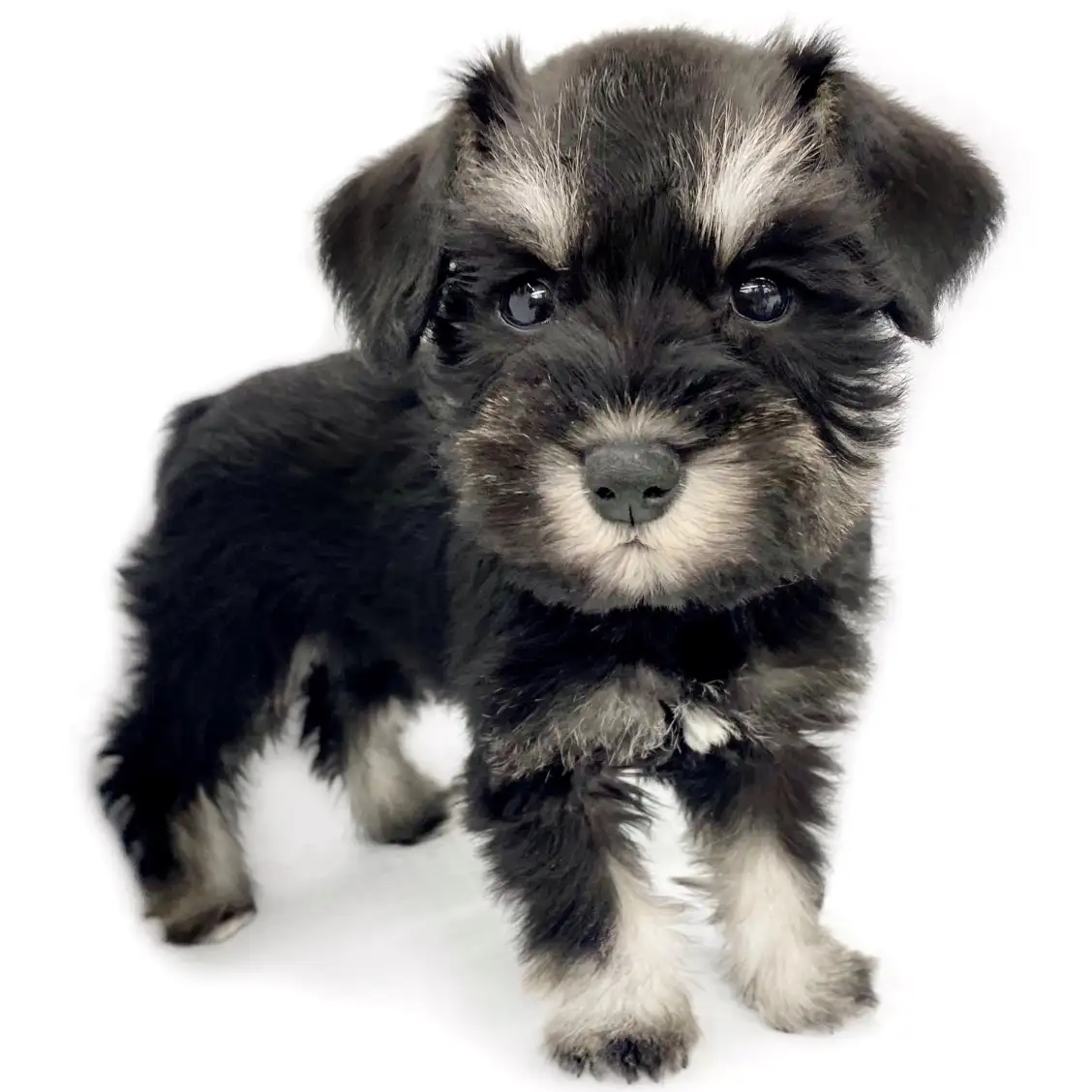 ミニチュア・シュナウザー