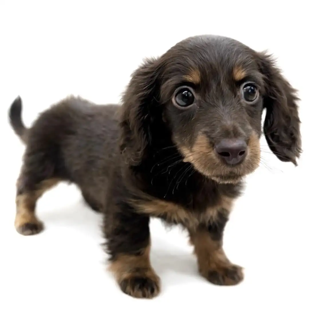 ミニチュア・ダックスフント