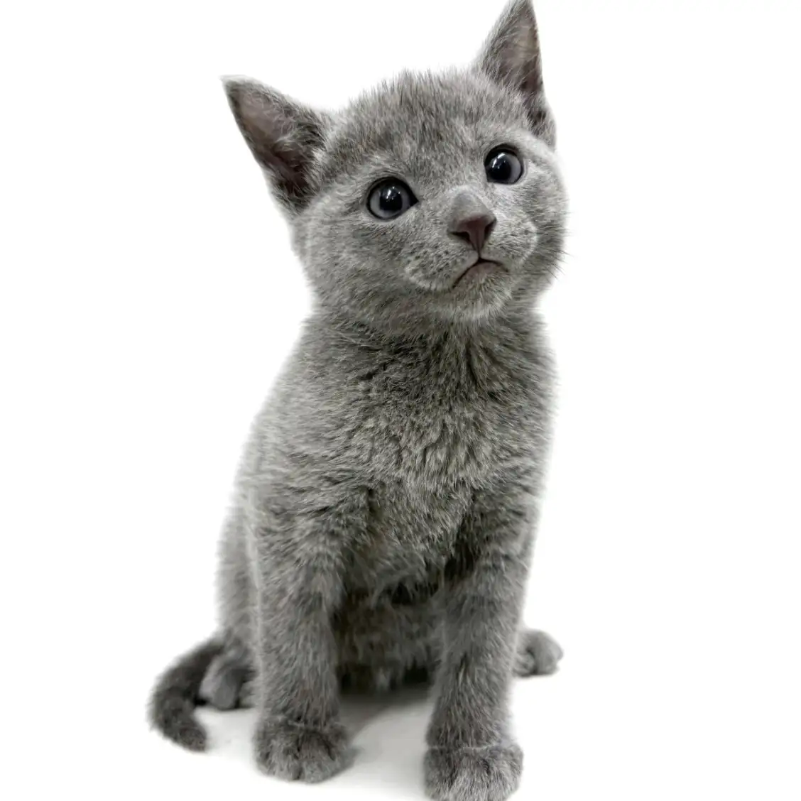 ロシアンブルー