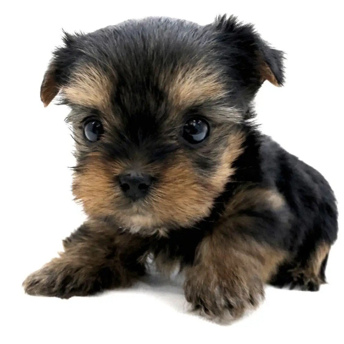 ヨークシャーテリア