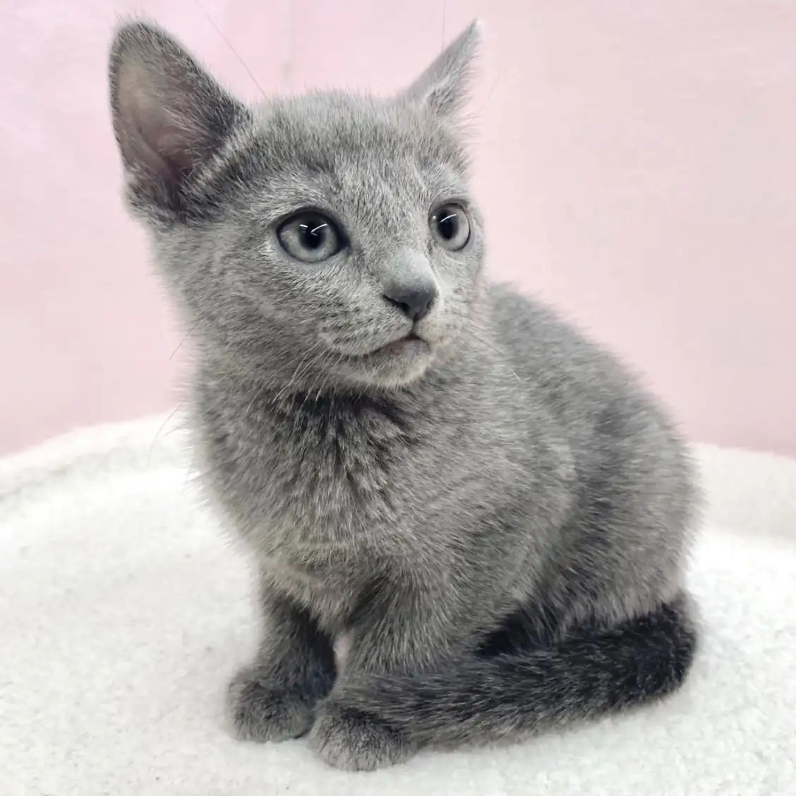 ロシアンブルー