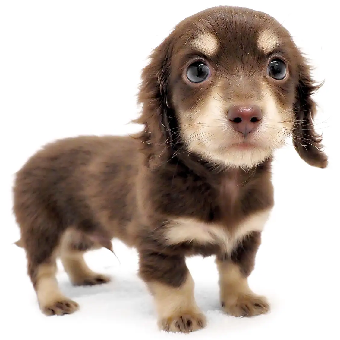 カニンヘン・ダックスフント