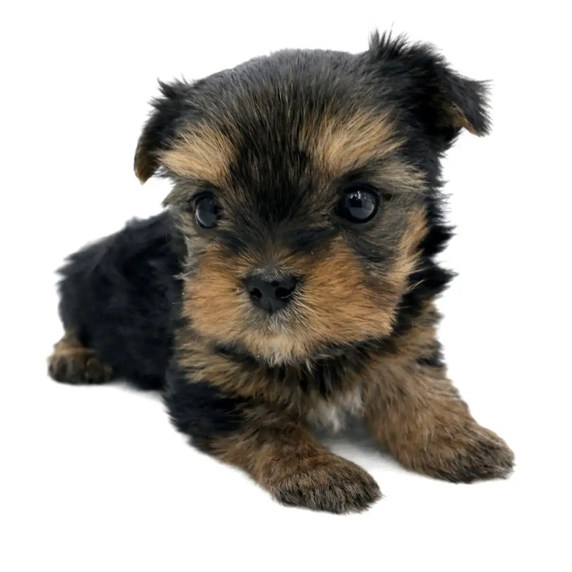 ヨークシャーテリア