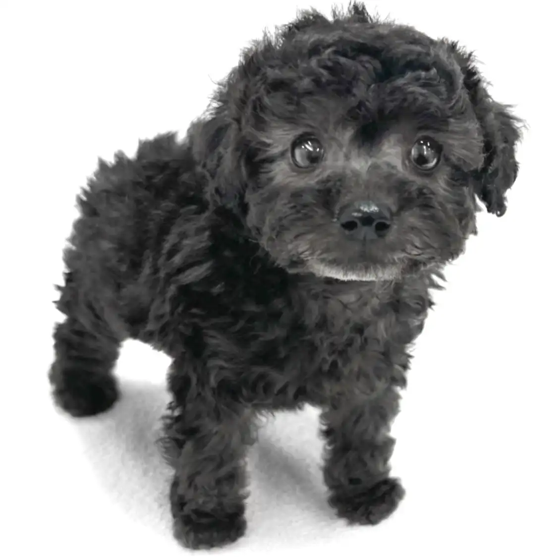 トイ・プードル