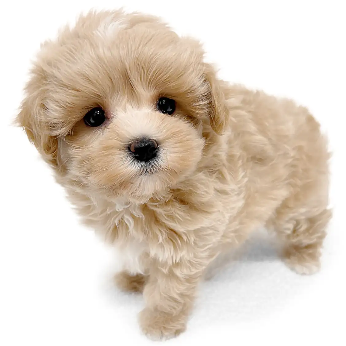 MIX（トイプードル×マルチーズ）