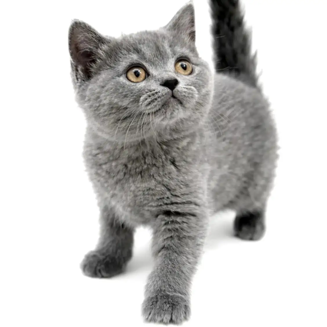 ブリティッシュショートヘア