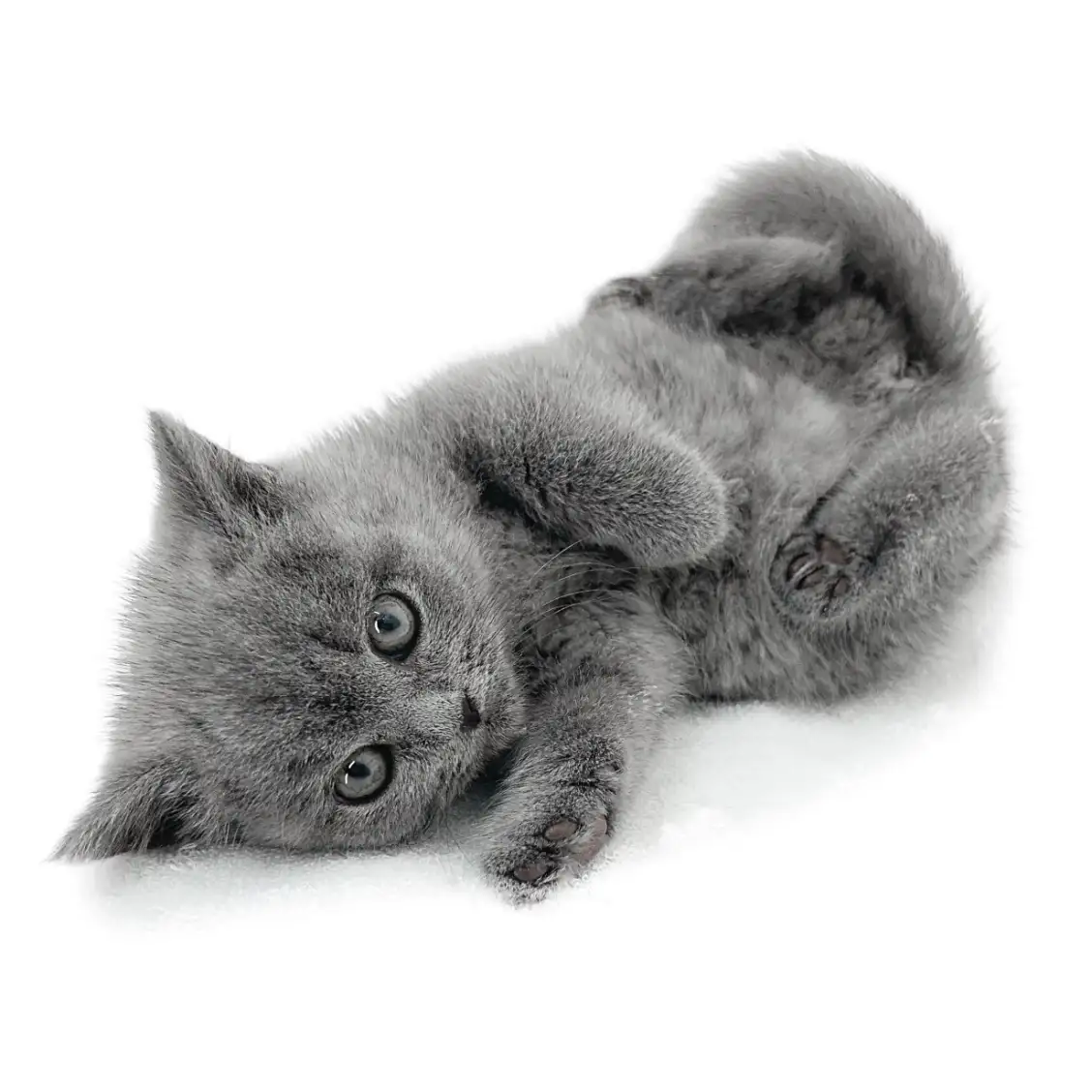 ブリティッシュショートヘア