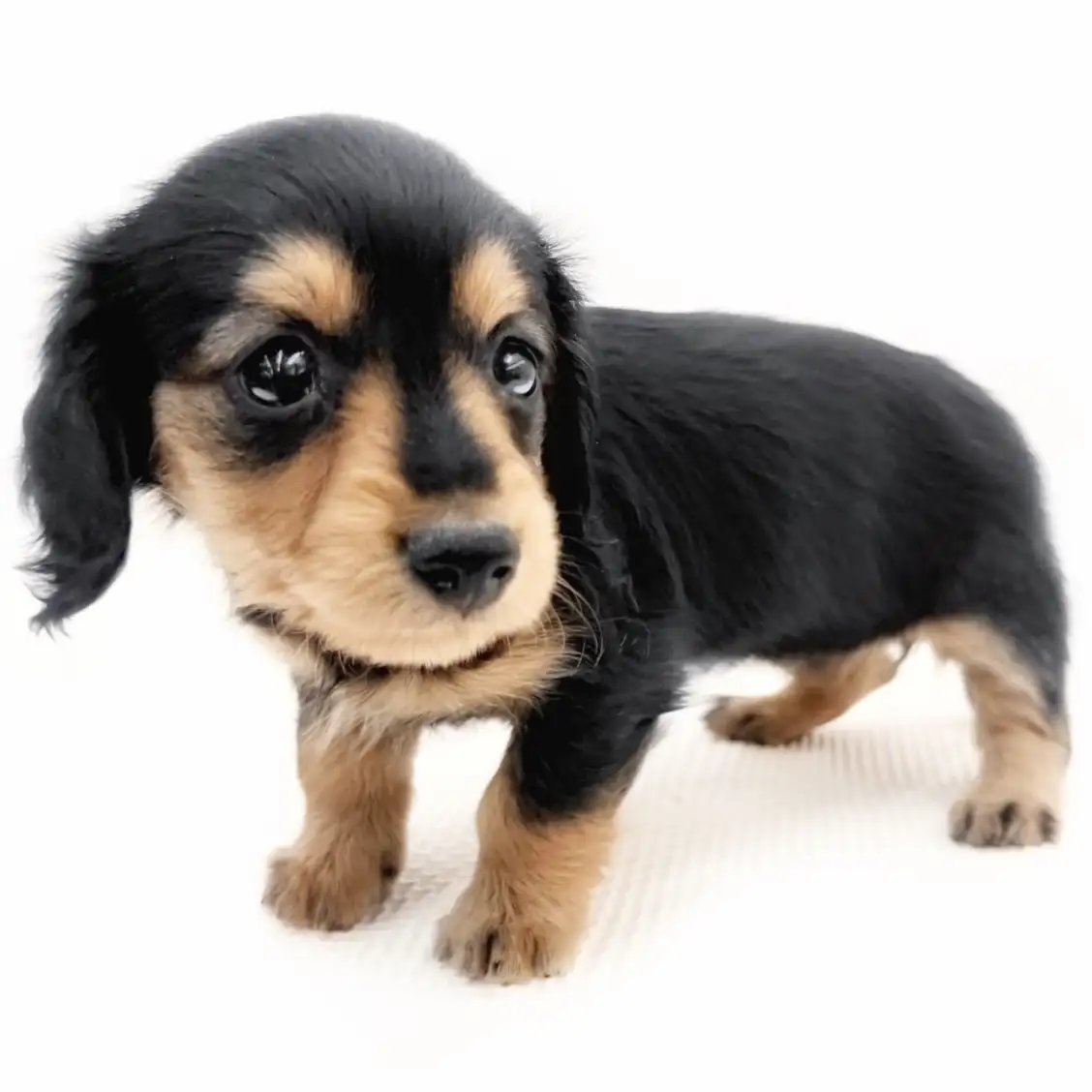 カニンヘン・ダックスフント