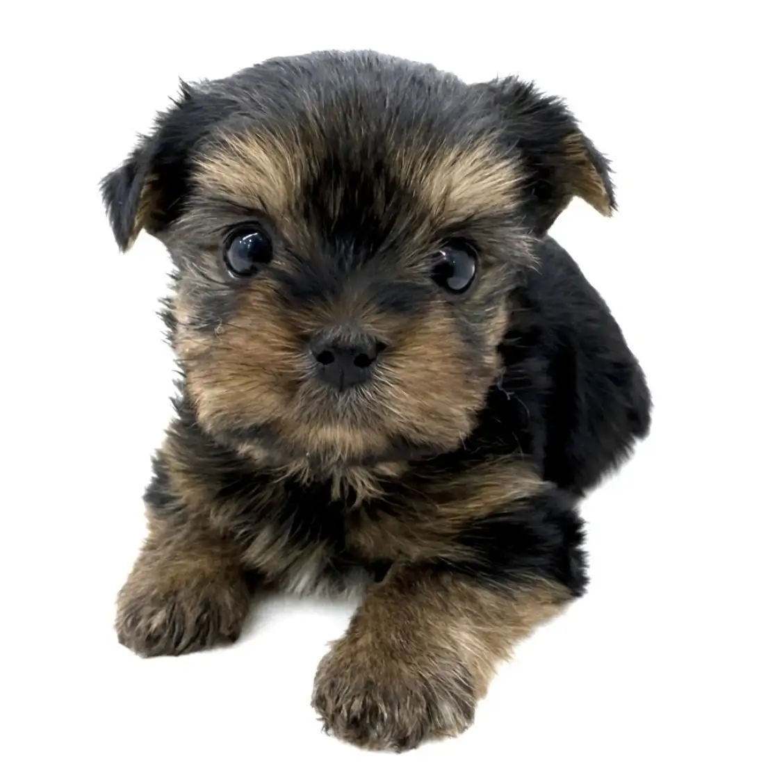 ヨークシャーテリア