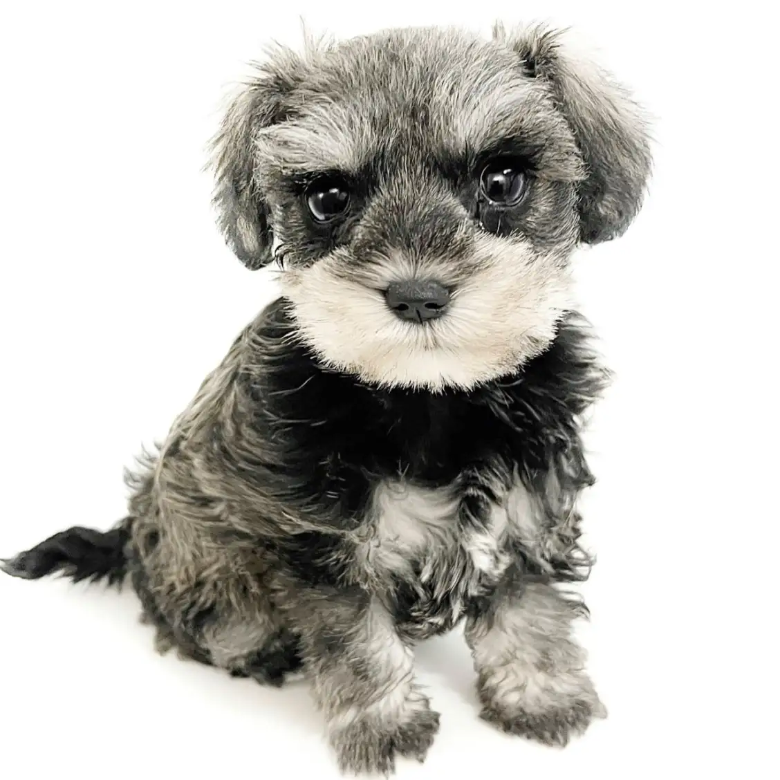 ミニチュア・シュナウザー