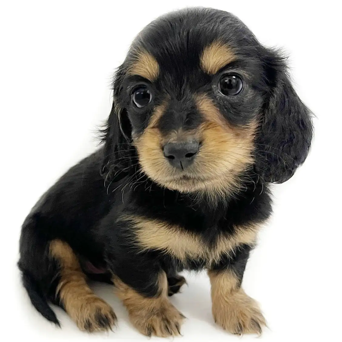 ミニチュア・ダックスフント