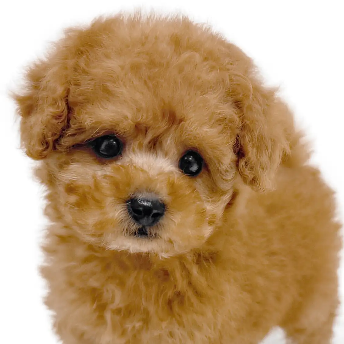 トイ・プードル