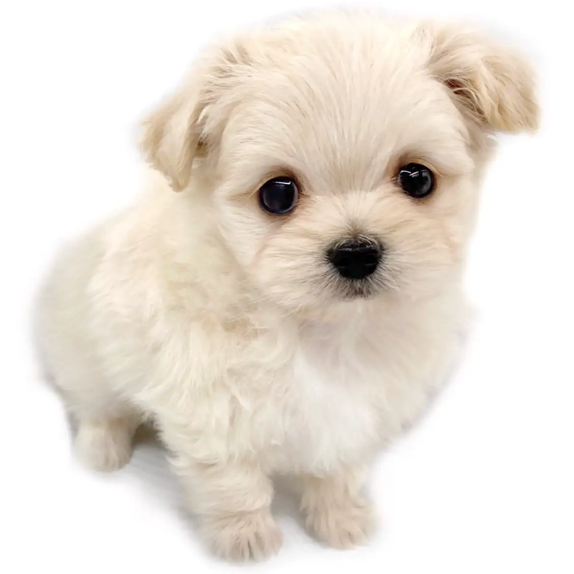 MIX（マルチーズ×チワワ）