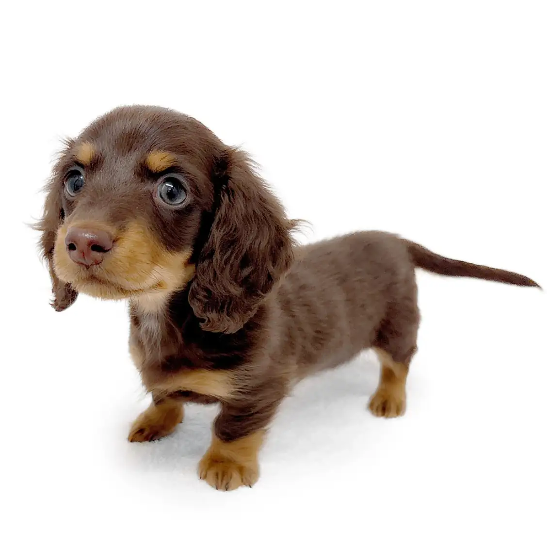 ミニチュア・ダックスフント