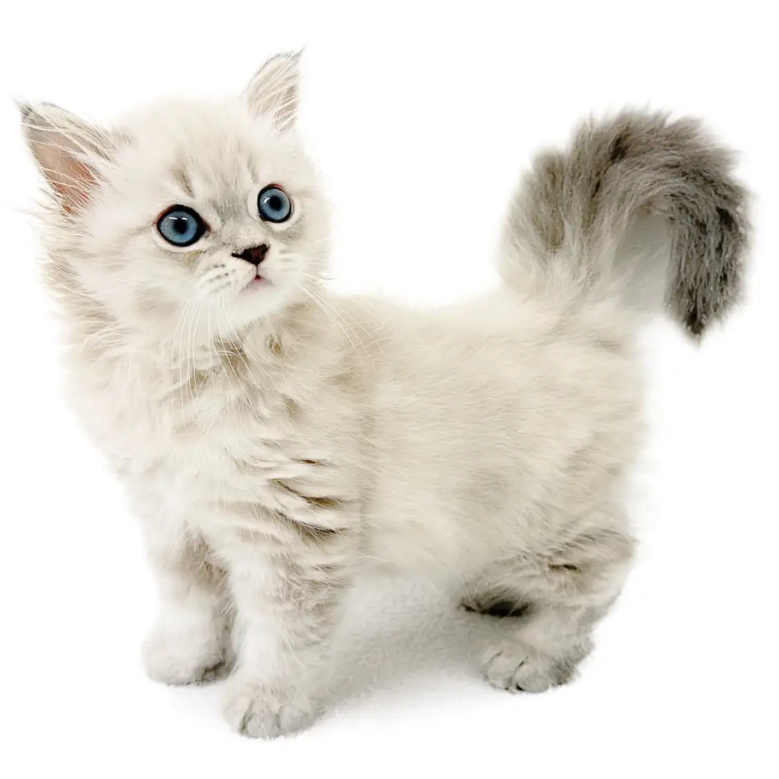 ネヴァマスカレード