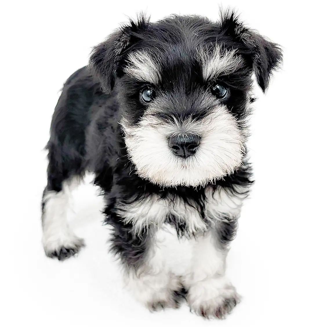 ミニチュア・シュナウザー