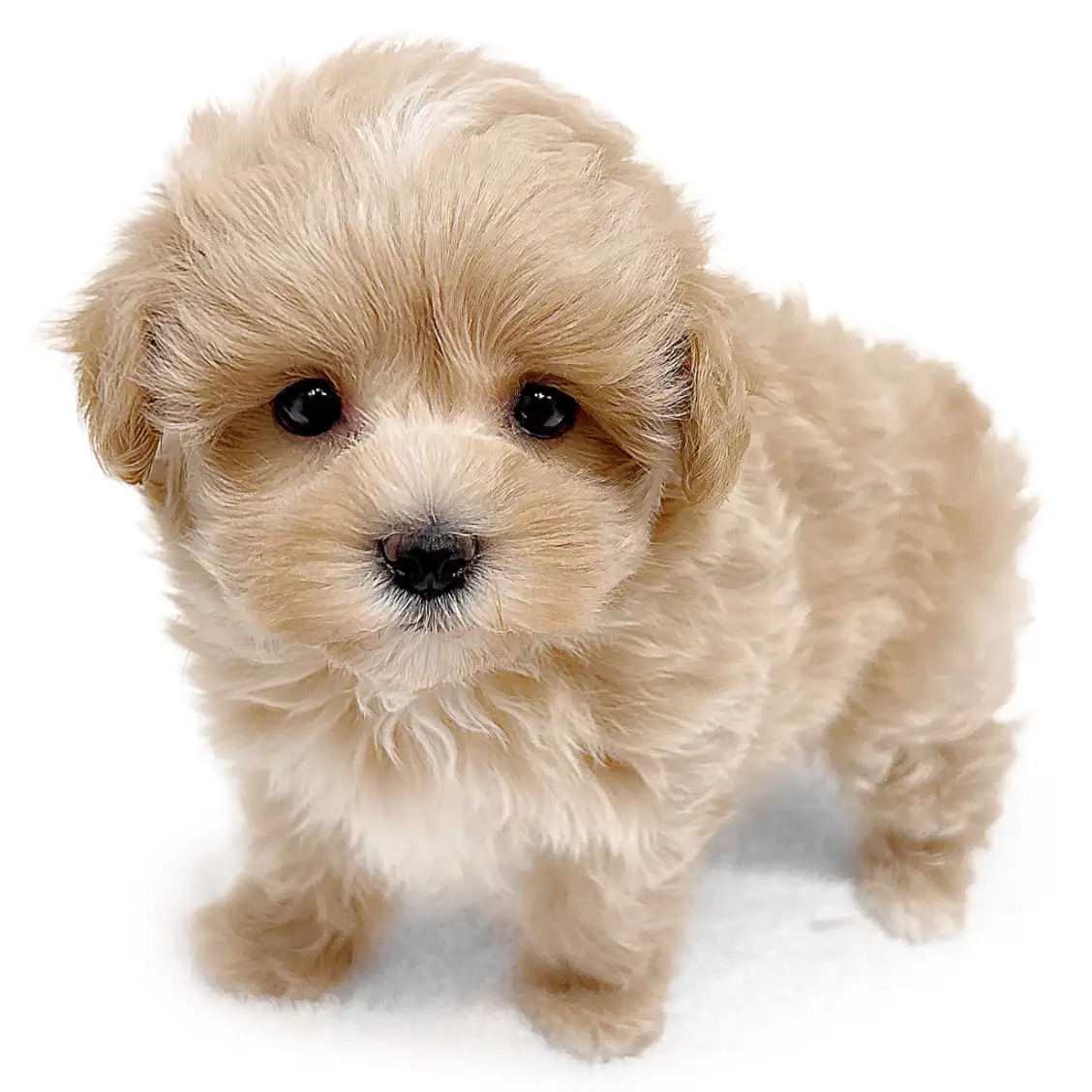 MIX（トイプードル×マルチーズ）