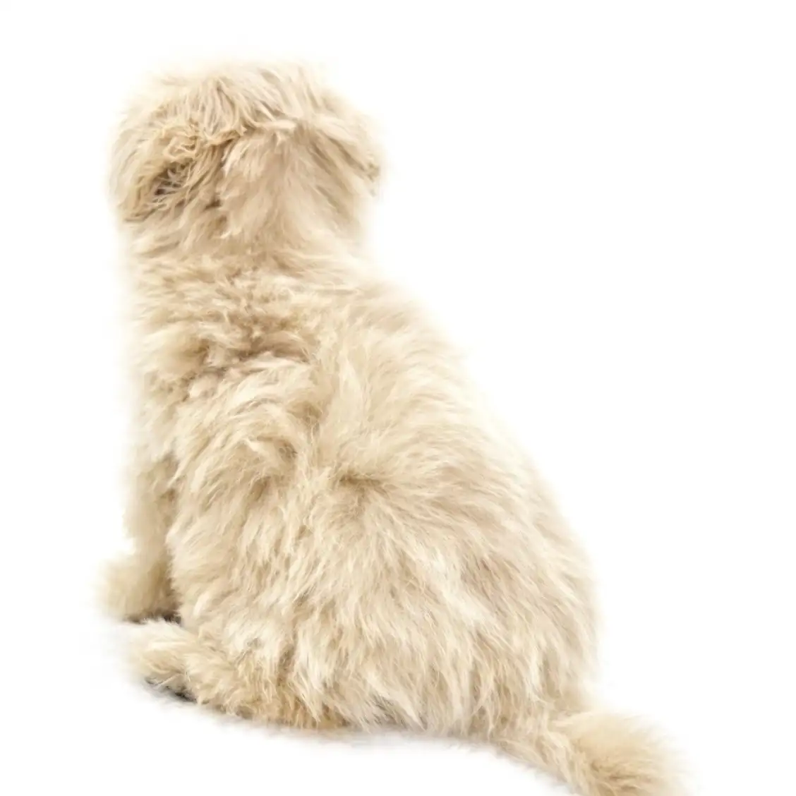 MIX（マルチーズ×トイプードル）