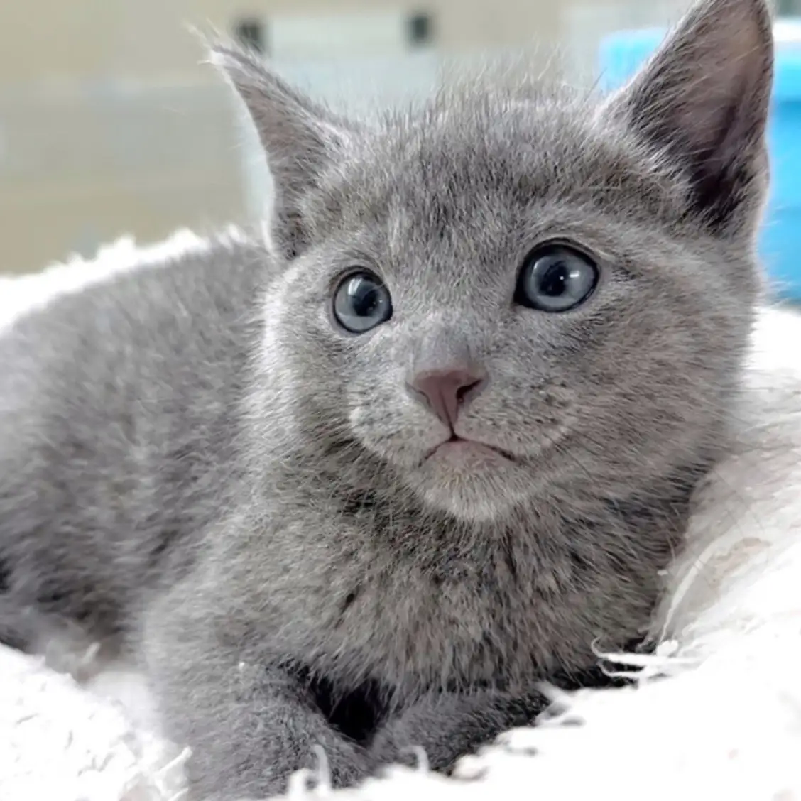 ロシアンブルー