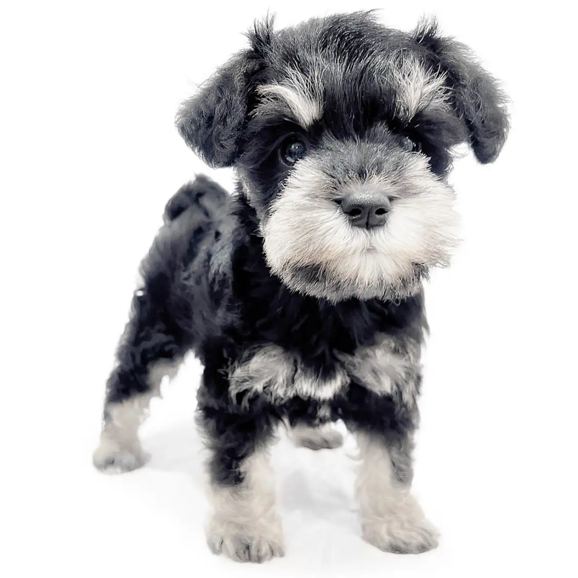 ミニチュア・シュナウザー