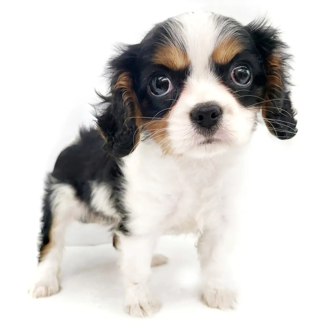 キャバリア・キングチャールズ・スパニエル