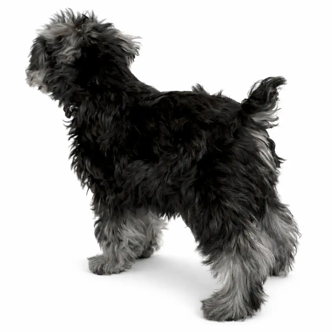 ミニチュア・シュナウザー