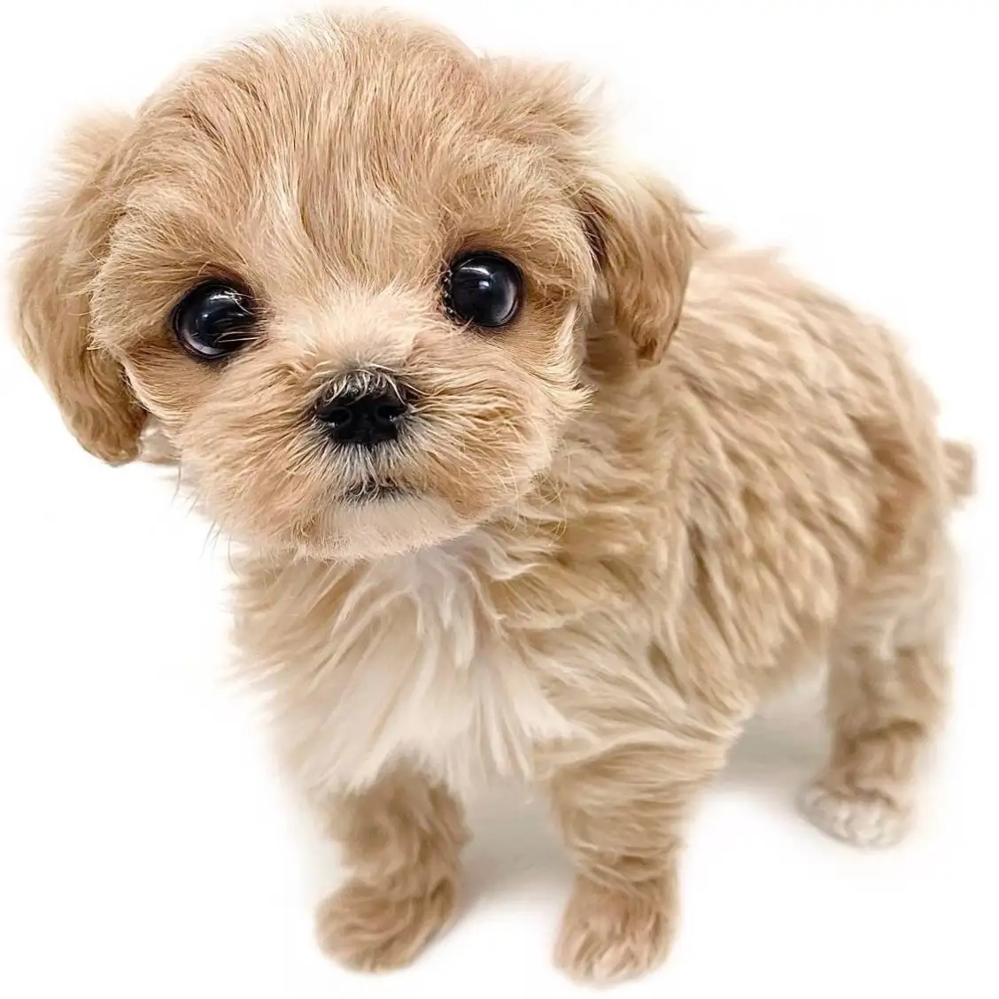 MIX（マルチーズ×トイプードル）