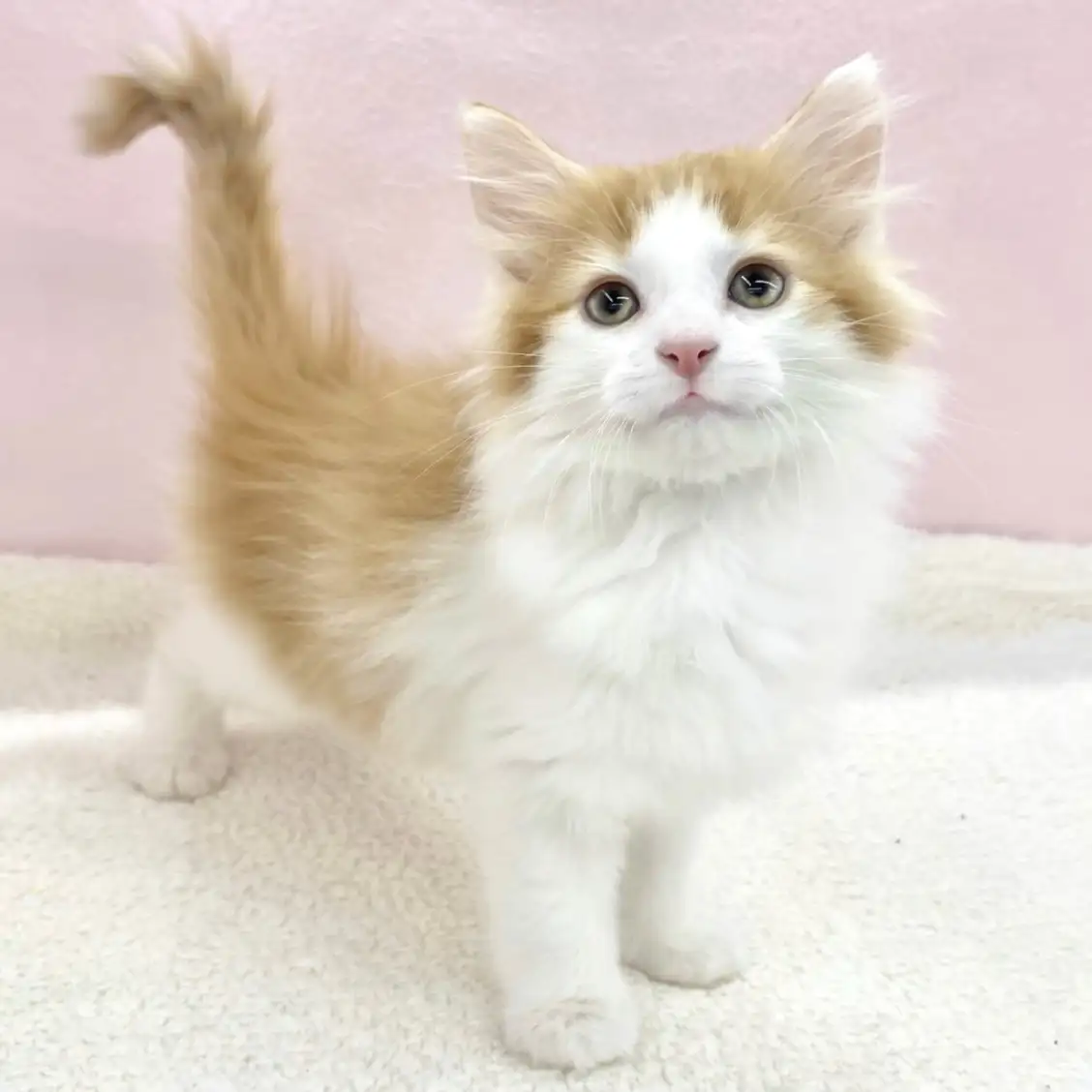 ノルウェージャンフォレストキャット