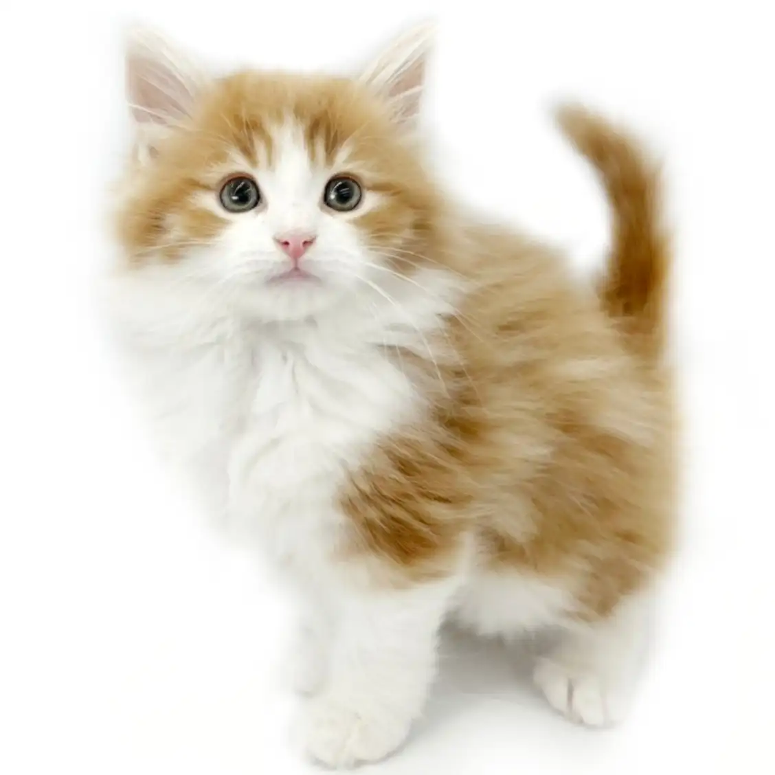 ノルウェージャンフォレストキャット