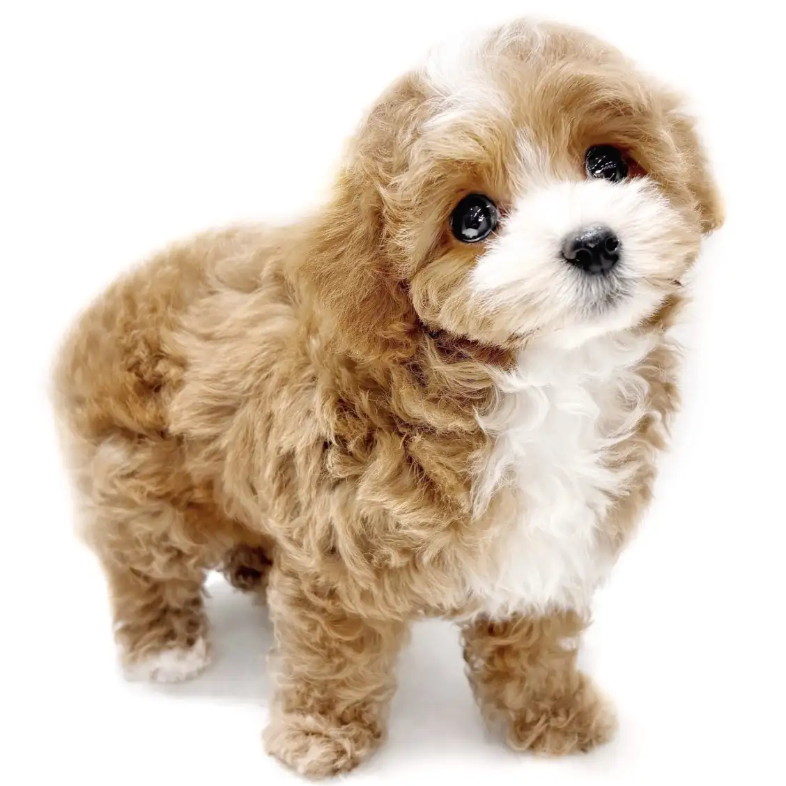 MIX(トイプードル×マルチーズ)