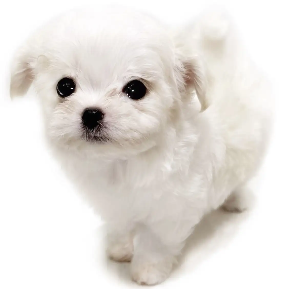 MIX（マルチーズ×チワワ）