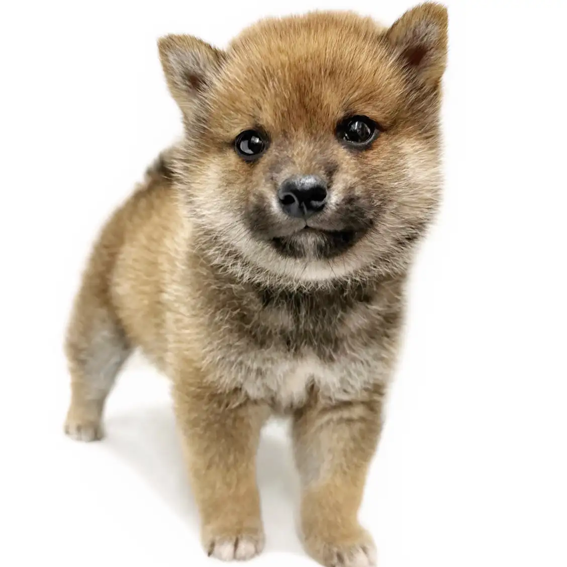 柴犬
