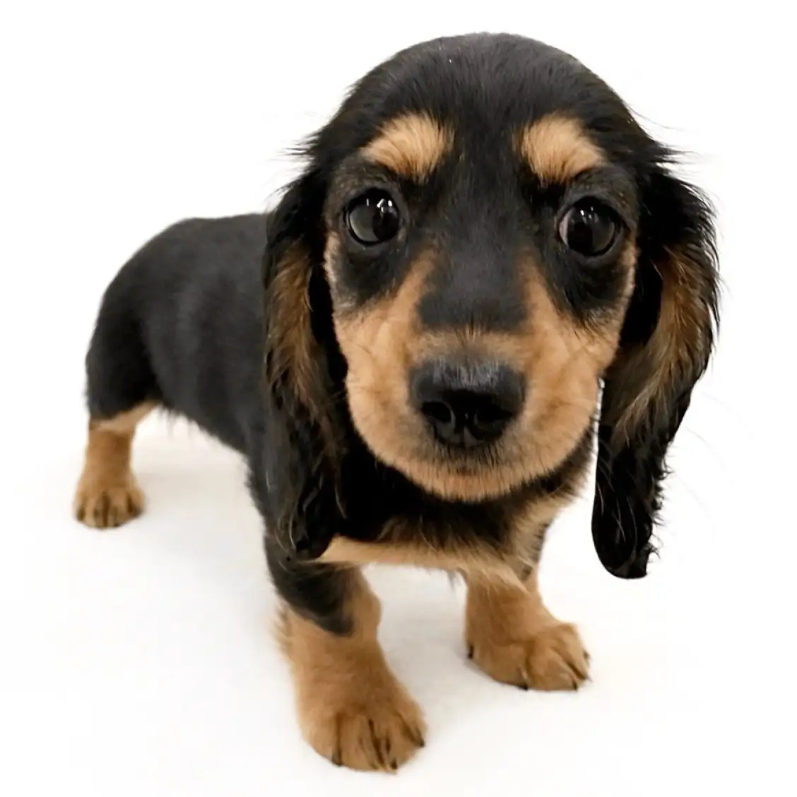 ミニチュア・ダックスフント