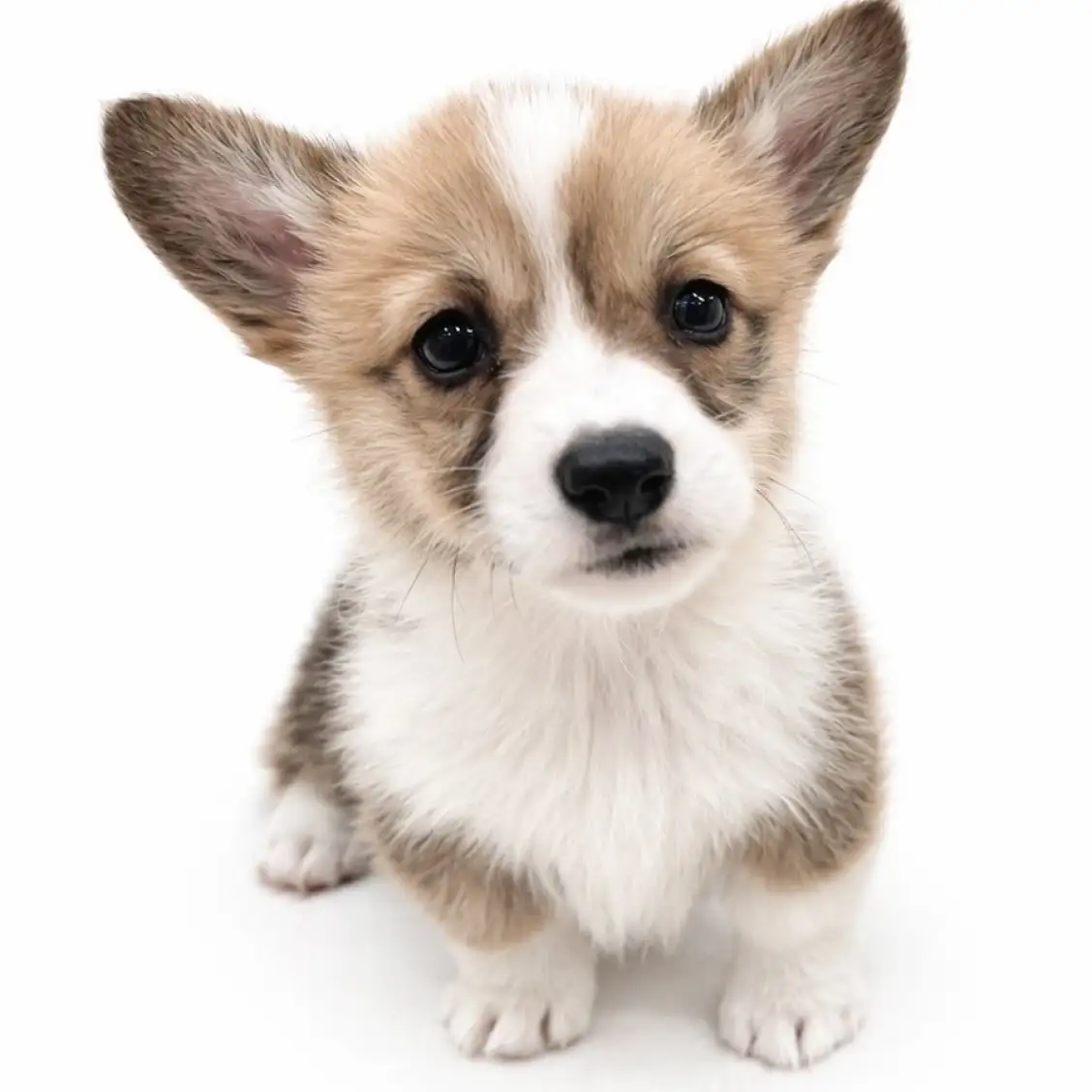 ウェルシュコーギーペンブローク