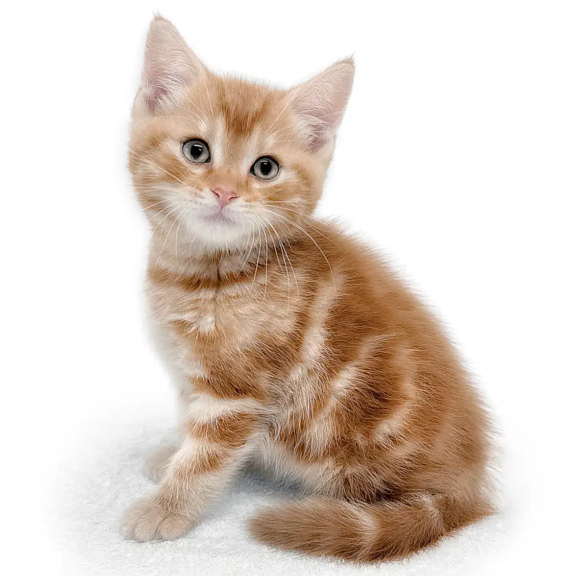 アメリカンショートヘア