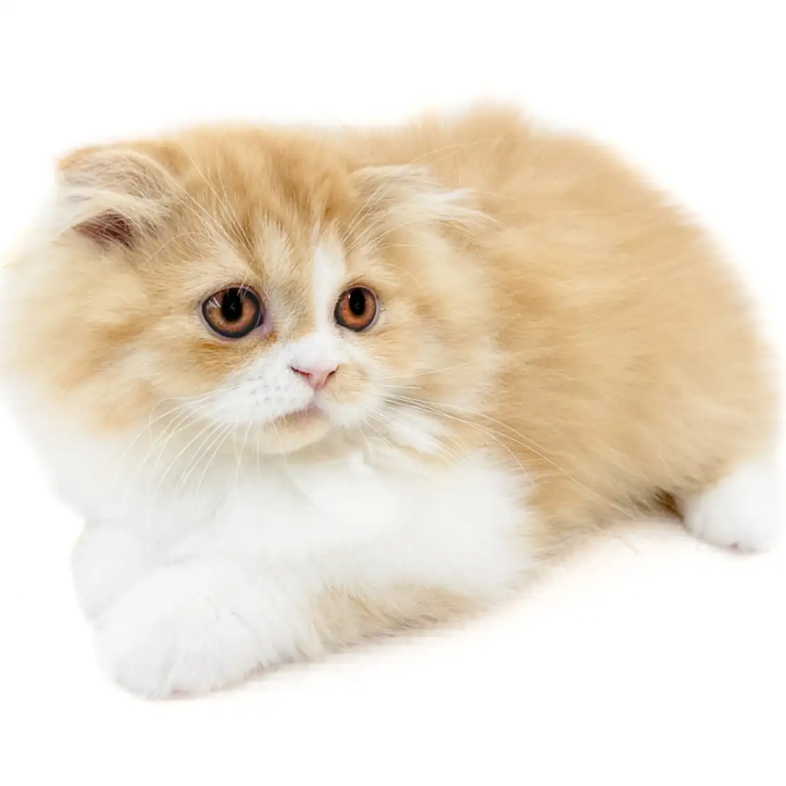 フォールデックス