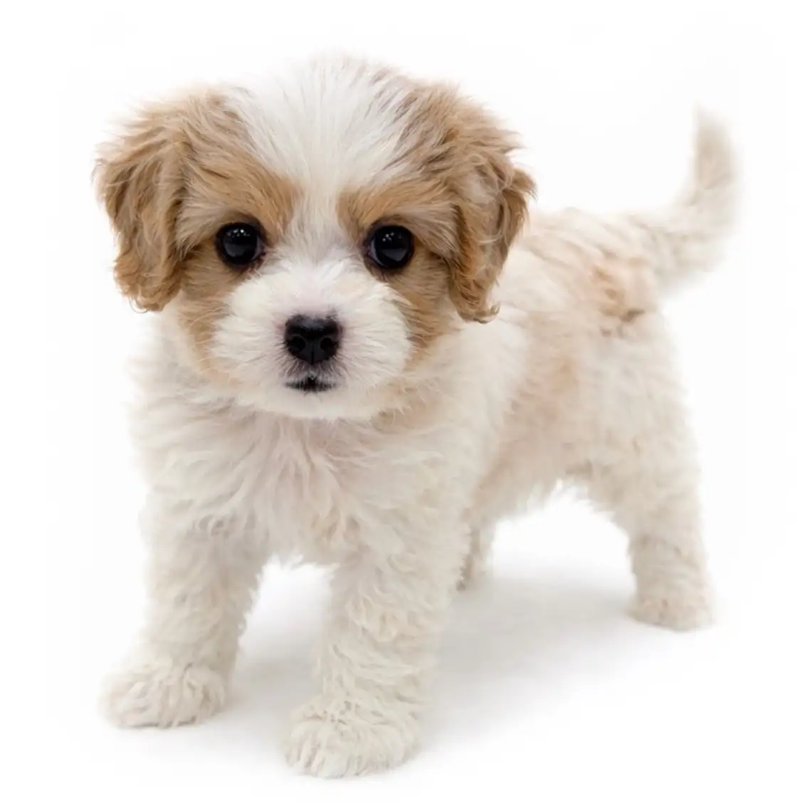 MIX（キャバリアキングチャールズスパニエル×ビションフリーゼ）