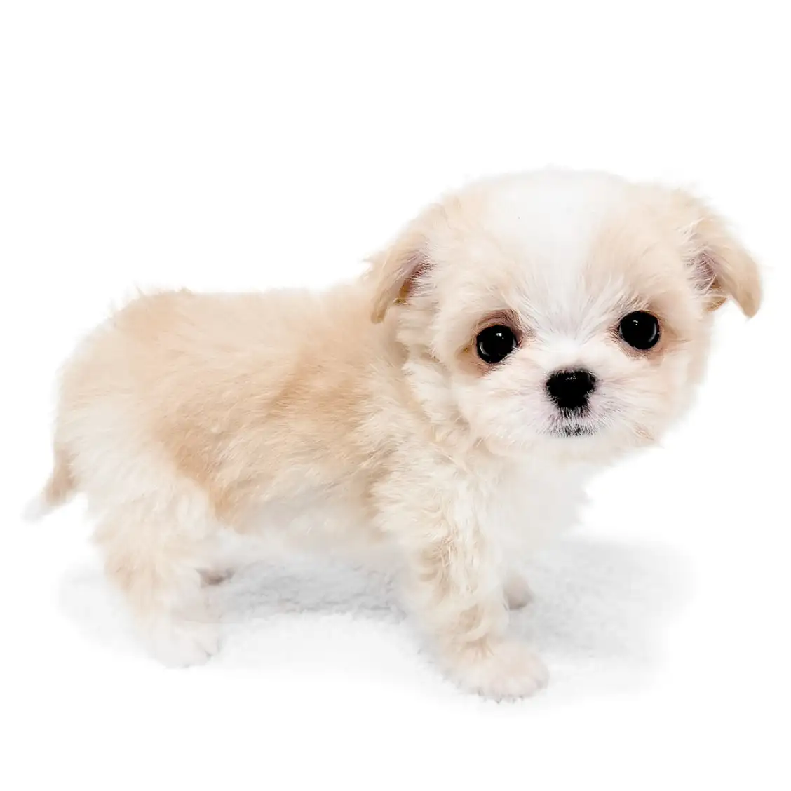 MIX（マルチーズ×チワワ）