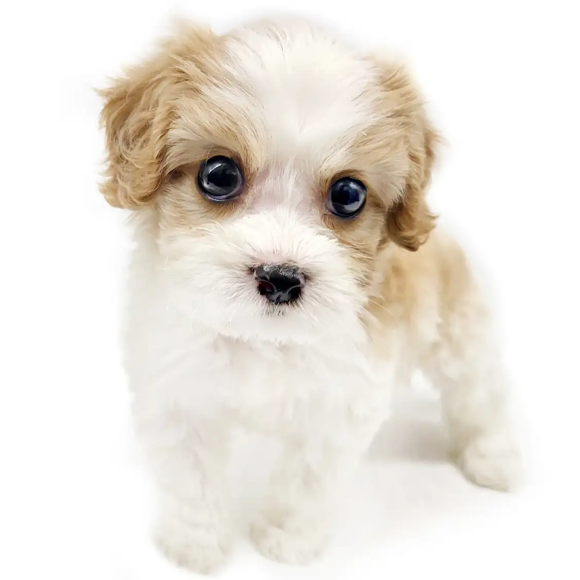 MIX（キャバリアキングチャールズスパニエル×ビションフリーゼ）