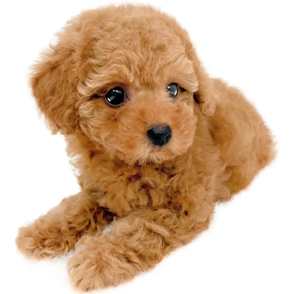 トイ・プードル
